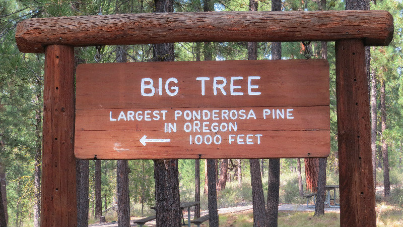 500-year-old Oregon Heritage Tree is the Largest Ponderosa Pine in Oregon. It has a Circumference of 326 inches and a Height of 191 Feet!