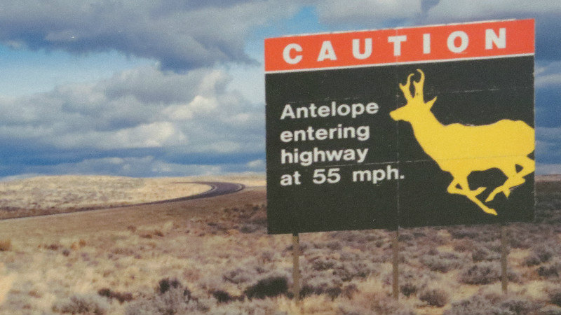 Second Fastest Animal in the World Lives Here - Also Known as Pronghorns
