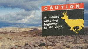 Second Fastest Animal in the World Lives Here - Also Known as Pronghorns