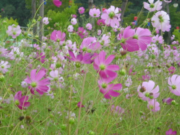 cosmos the national flower