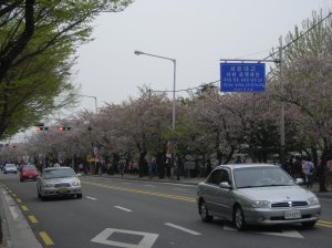 Seoul blossoms