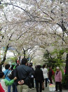 the 1.5km walk under the blossoms
