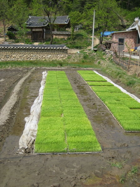 growing rice