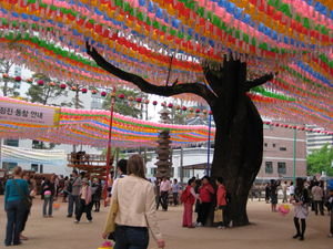 lanterns in the temple engulfing the tree!