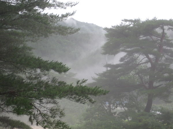 very cool misty trees!