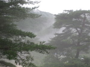 very cool misty trees!