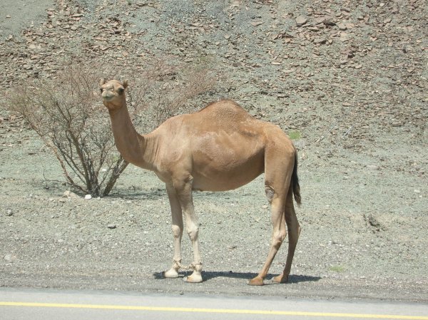 Random Camel