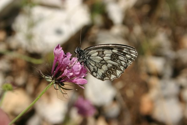 Another Butterfly at Vikos Gorge