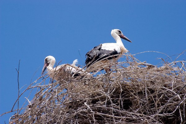 storks Nest