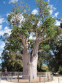 Boab Tree in Kings Park