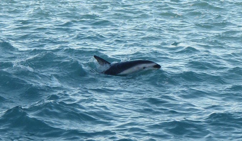 Dusky Dolphin - Schwarzdelphin