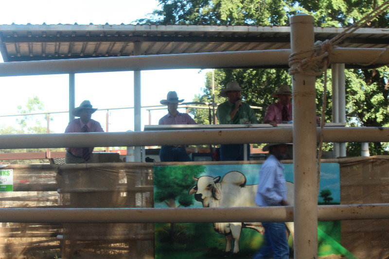 cattle auction 