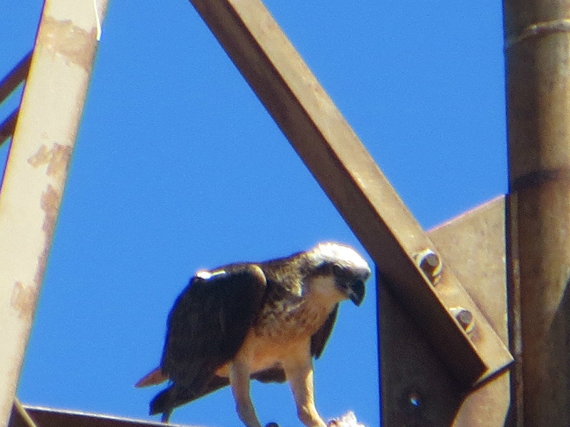 Sea eagle nesting in the lighthouse structure