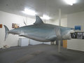 streaky bay replica white shark 001
