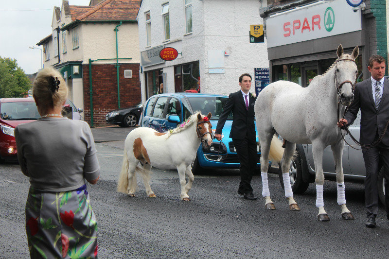 Horses as escort