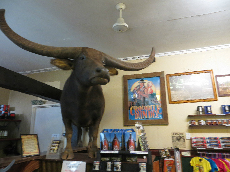  life size Buffalo stands in the bar 