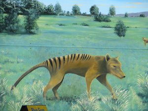 extinct tasmanian tiger