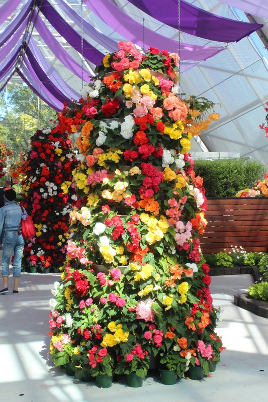 The Begonia display