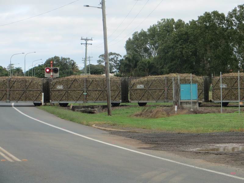 Sugar cane being transported to the mill