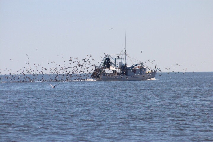 Shrimp boat mobbed by gulls 