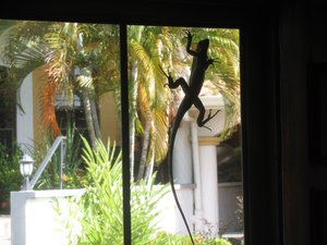 A green Iguana on our door screen