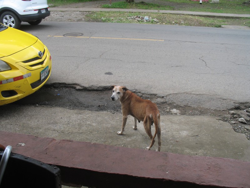 Skinny street dog, I gave her my over cooked chicken