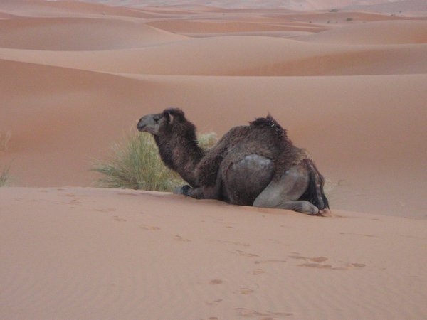 Camel with sand for as far as the eye can see.
