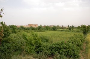 Rose fields in the Draa valley