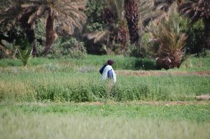 Berber woman walking through the fields