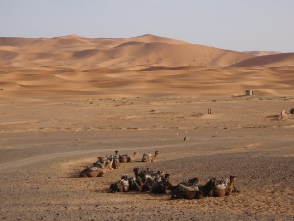 Camels in the Erg Chebbi sand dunes