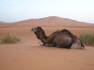 Lonely camel in the desert
