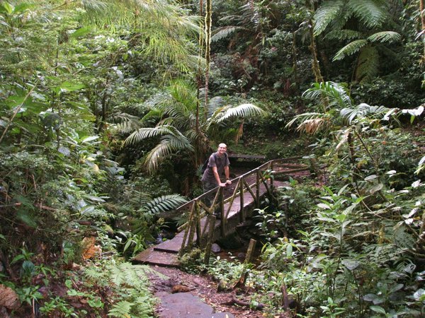 d! crossing bridge in rainforest