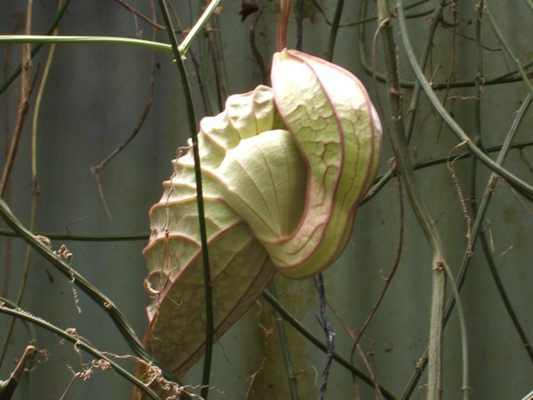Heart-shaped plant
