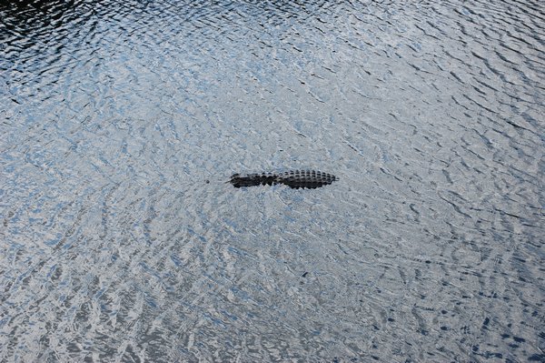 Is it a log or a gator? 