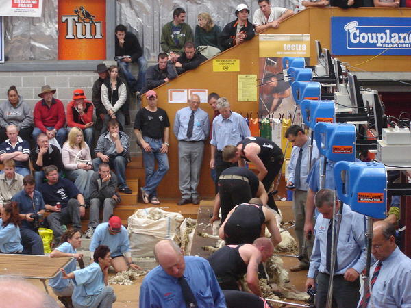 The seep shearing competition! 