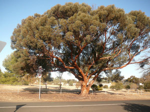 Kaniva Tree