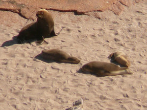 A Sea Lion and his Harem