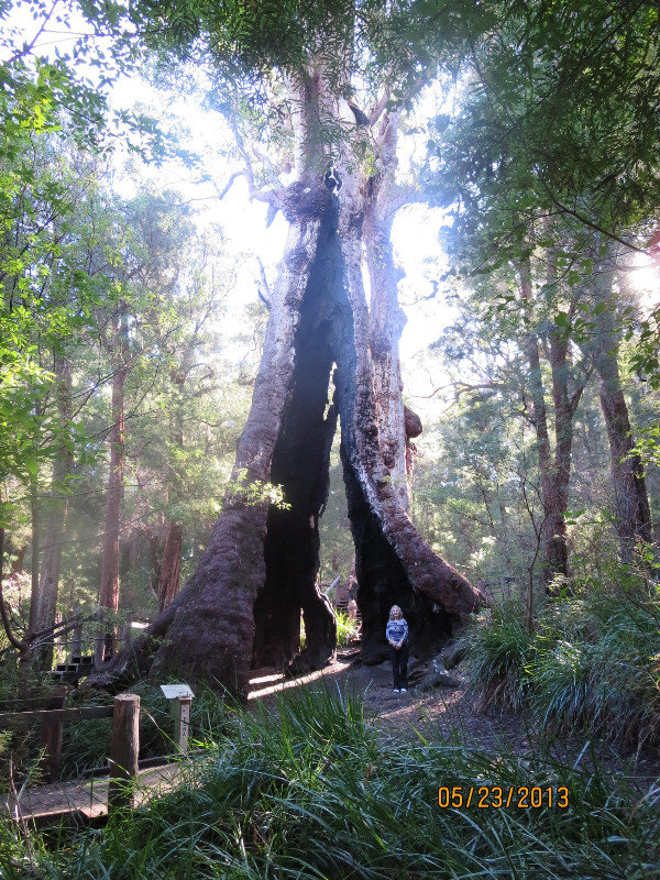 The Biggest Tree in Australia