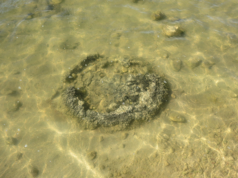 Stomatolite