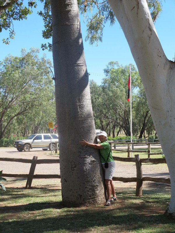 Boab at Fitzroy Crossing