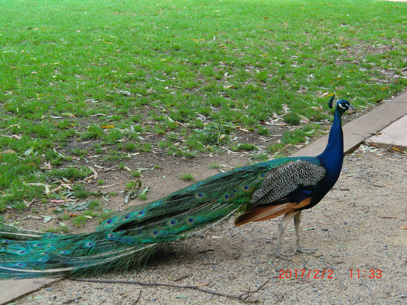 BLACKBUTT NATURE RESERVE PARK