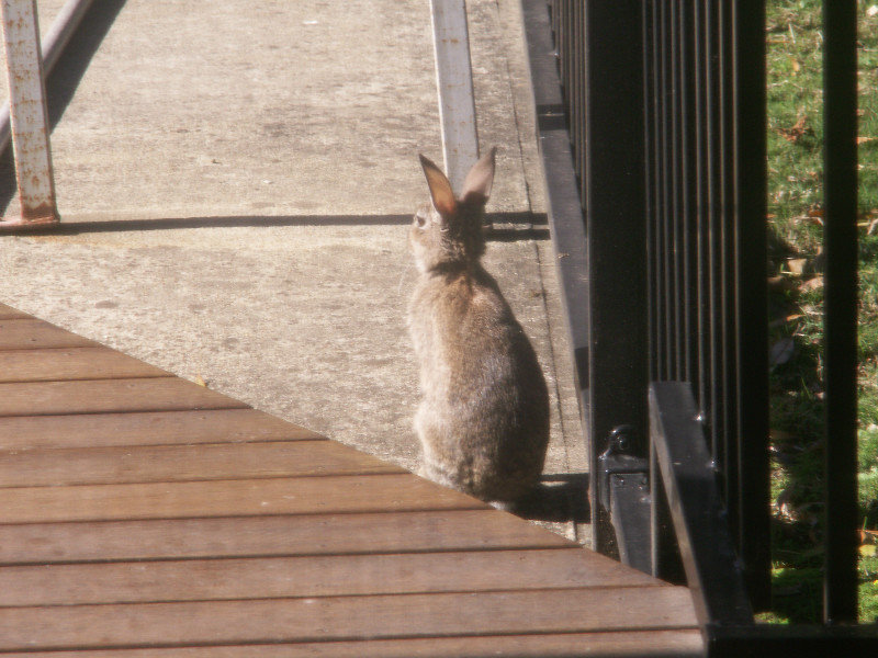 Rabbit comes to visit