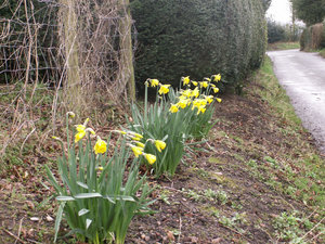 Daffodils on the side of the road