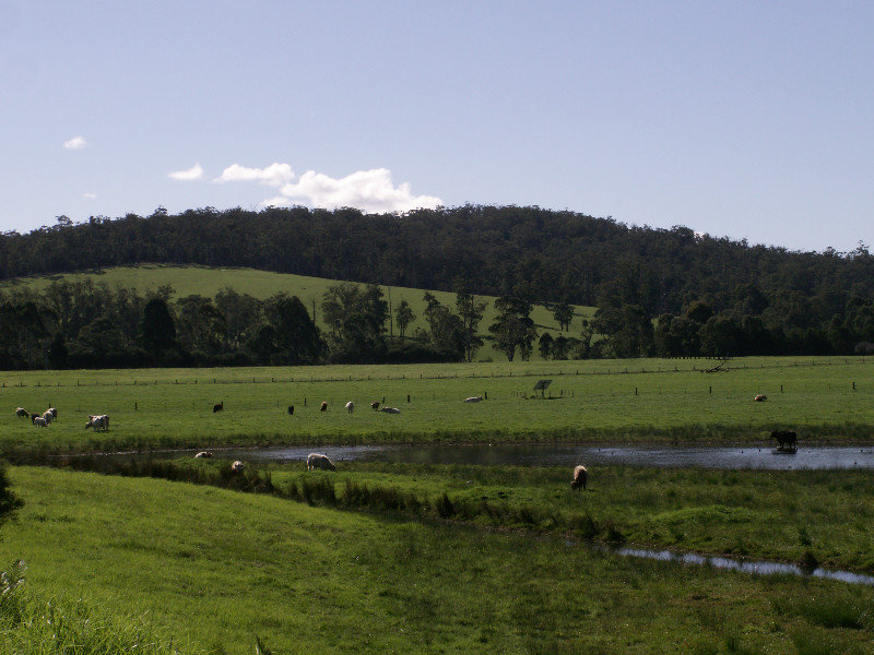 Farm land towards Mallacoota