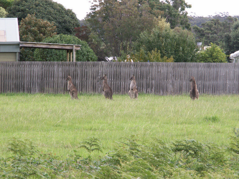 Kangaroos in the paddock 