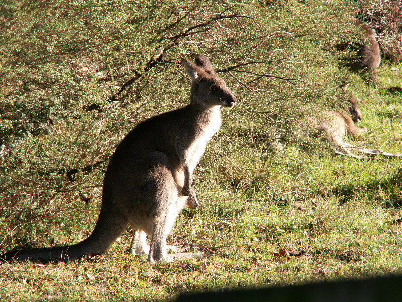 Our Kangaroos 