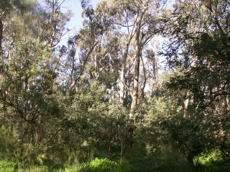Echuca Murray River Walk