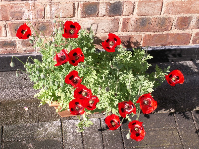 Our Poppies
