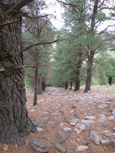 The Path of Pines