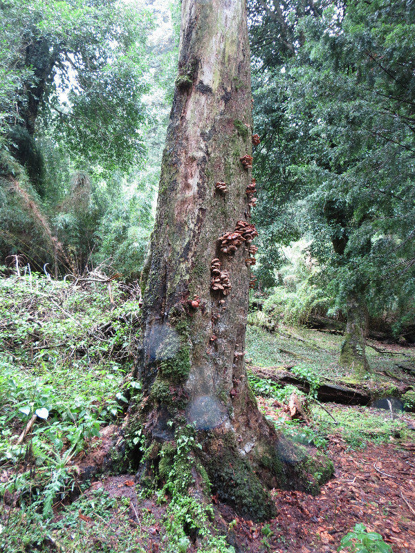 The Mushroom Tree